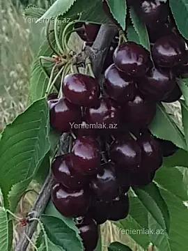 Satılır torpaq sahəsi — Quba