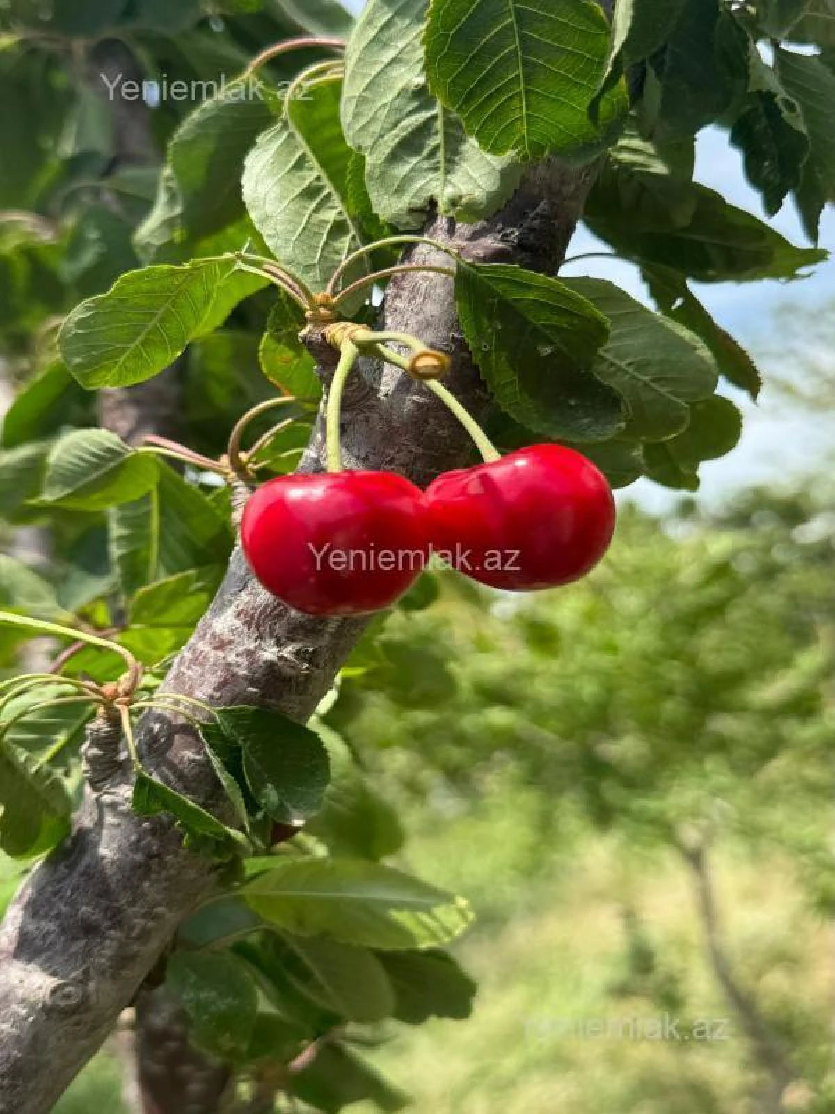 Satılır 7 otaqlı həyət evi 192 m²