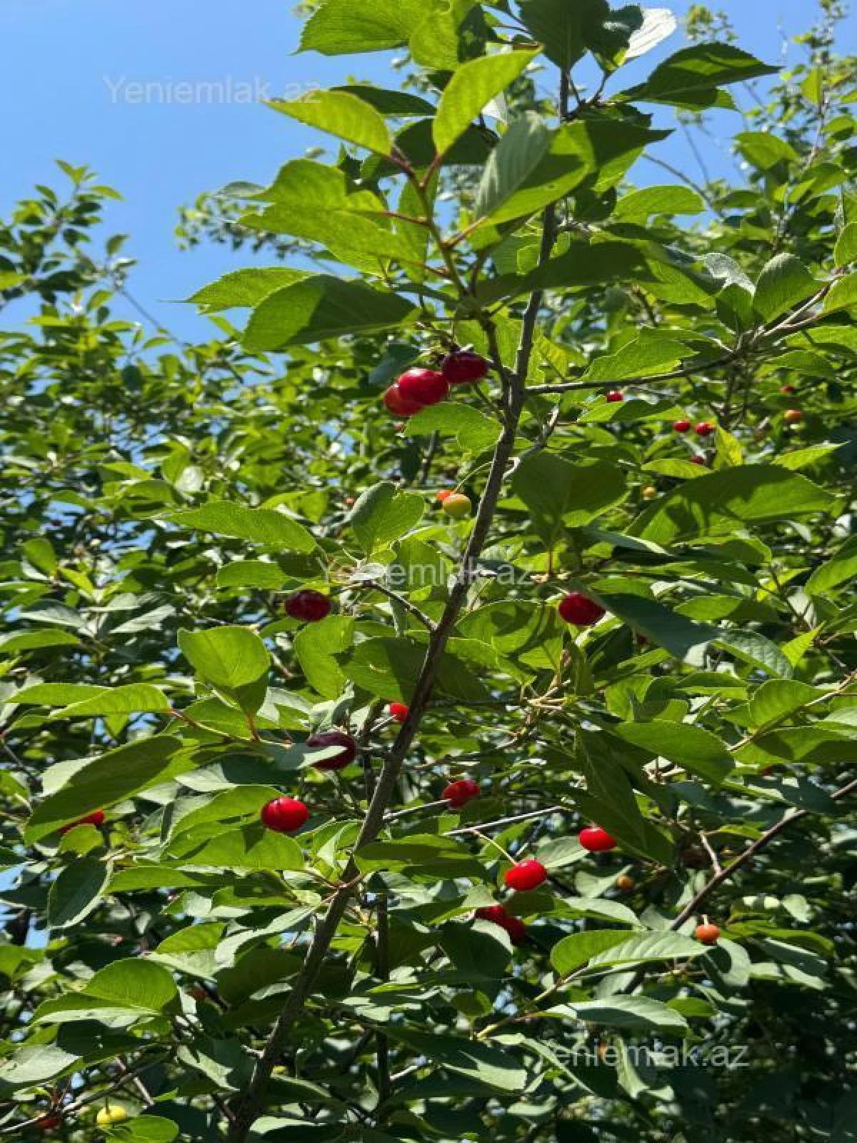 Satılır 7 otaqlı həyət evi 192 m²