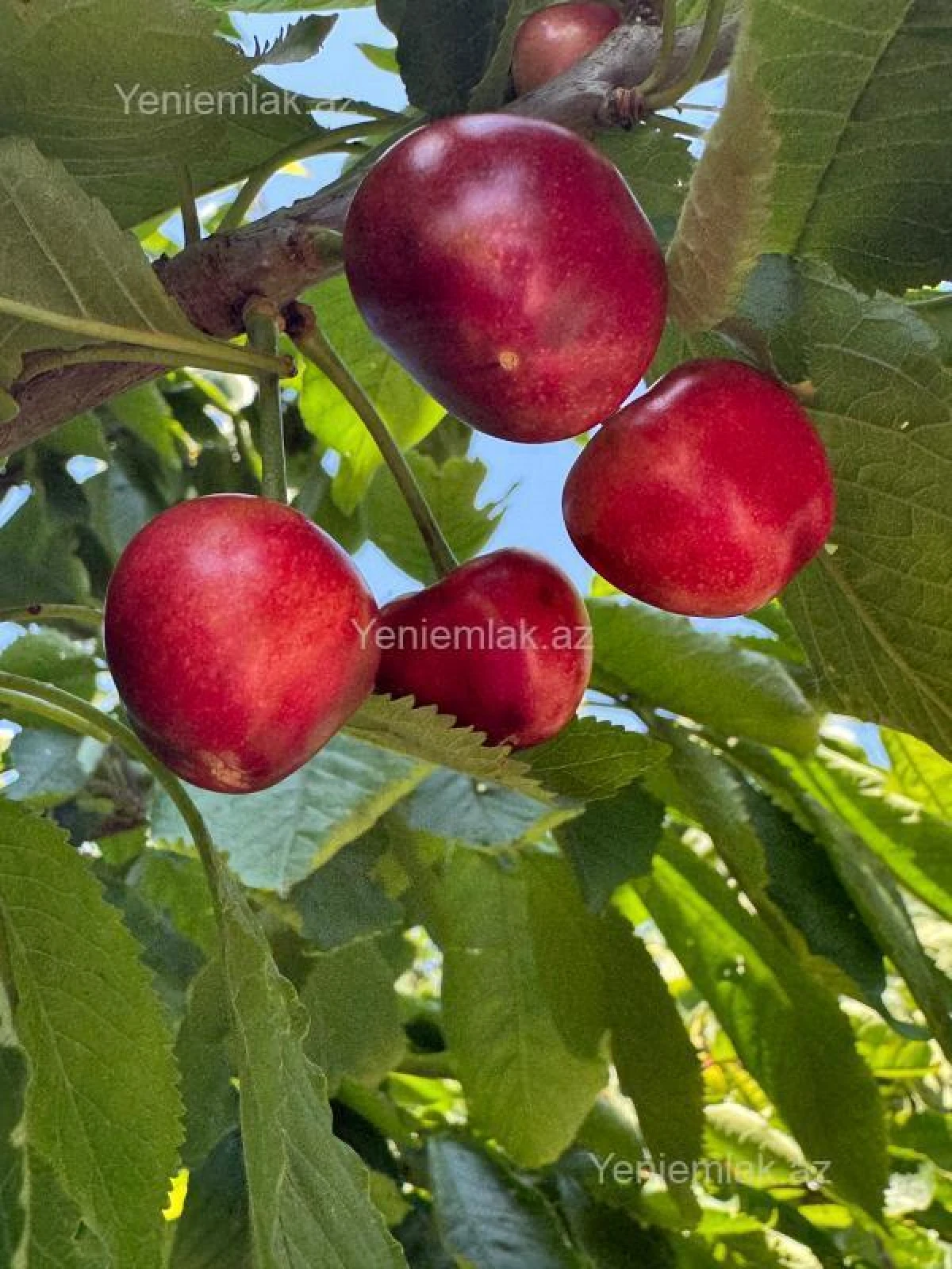 Satılır 7 otaqlı həyət evi 192 m²