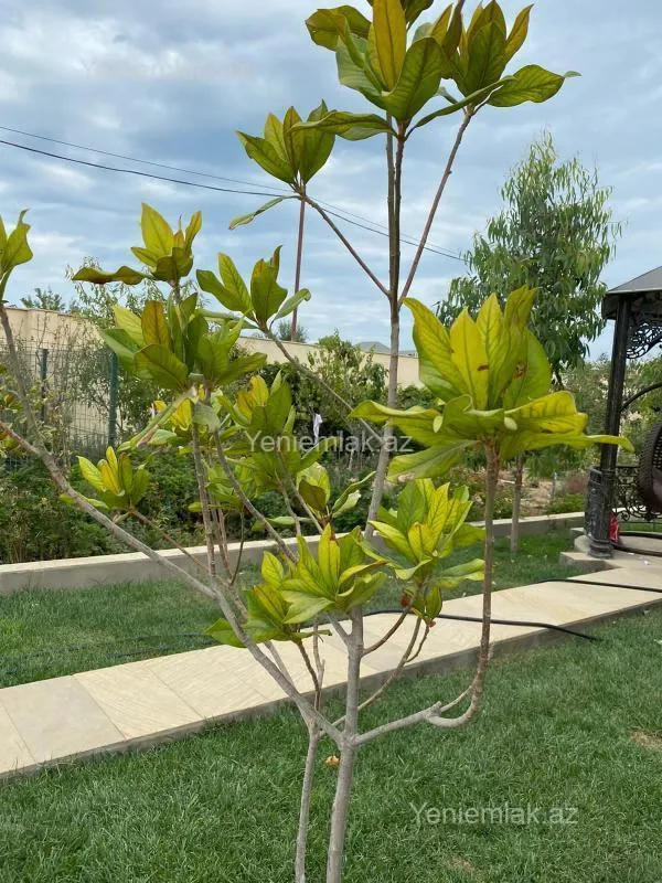 Satılır 5 otaqlı həyət evi 360 m²