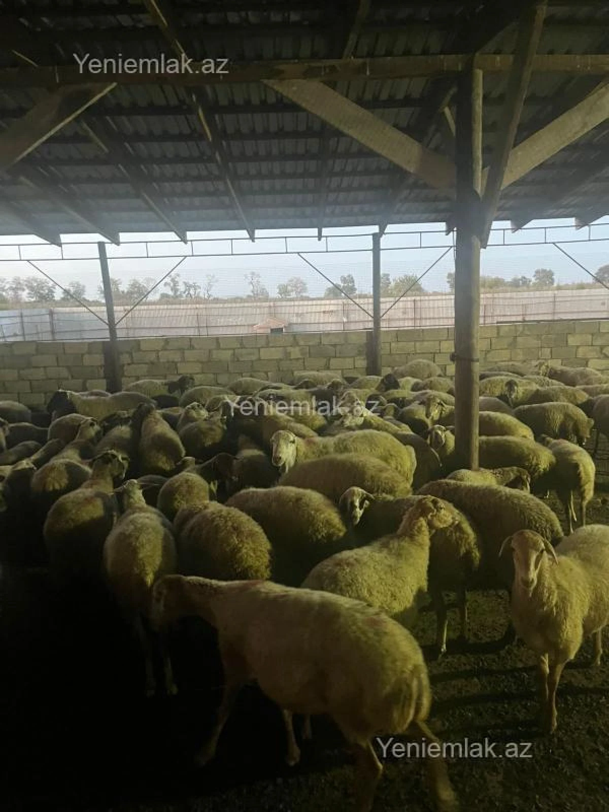 Satılır 6 otaqlı obyekt 8000 m²