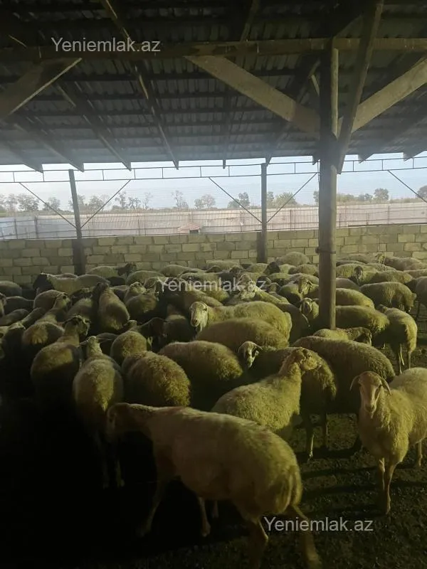 Satılır 6 otaqlı obyekt 8000 m²