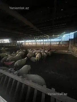 Satılır 6 otaqlı obyekt 8000 m²