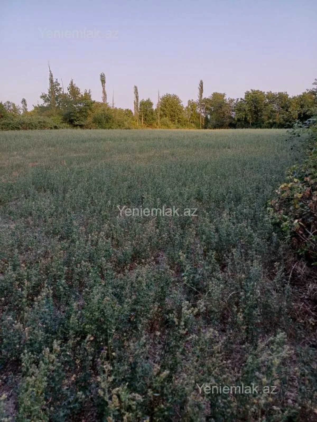 Satılır torpaq sahəsi