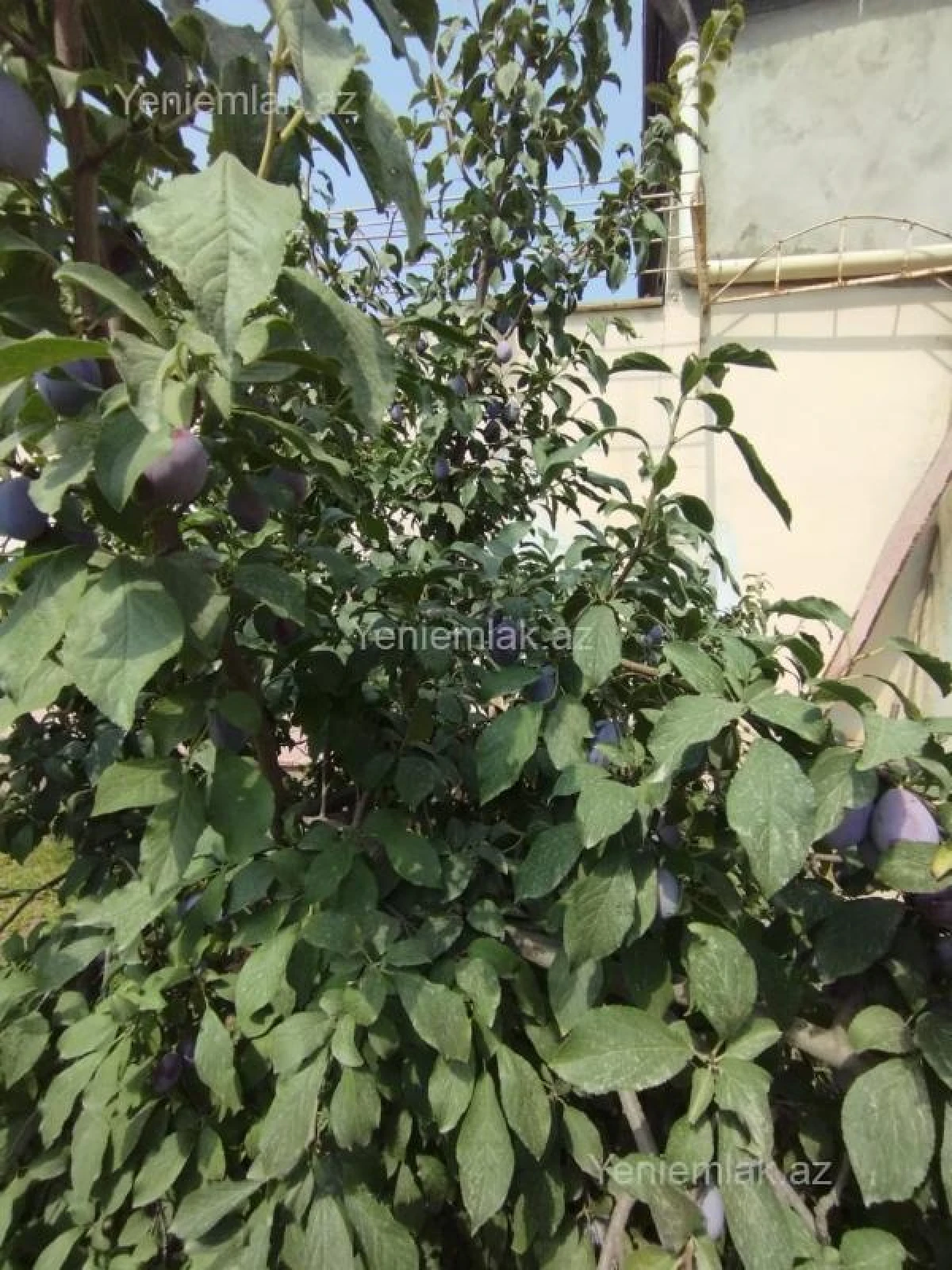 Satılır 5 otaqlı həyət evi 180 m²