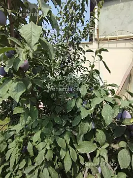 Satılır 5 otaqlı həyət evi 180 m²