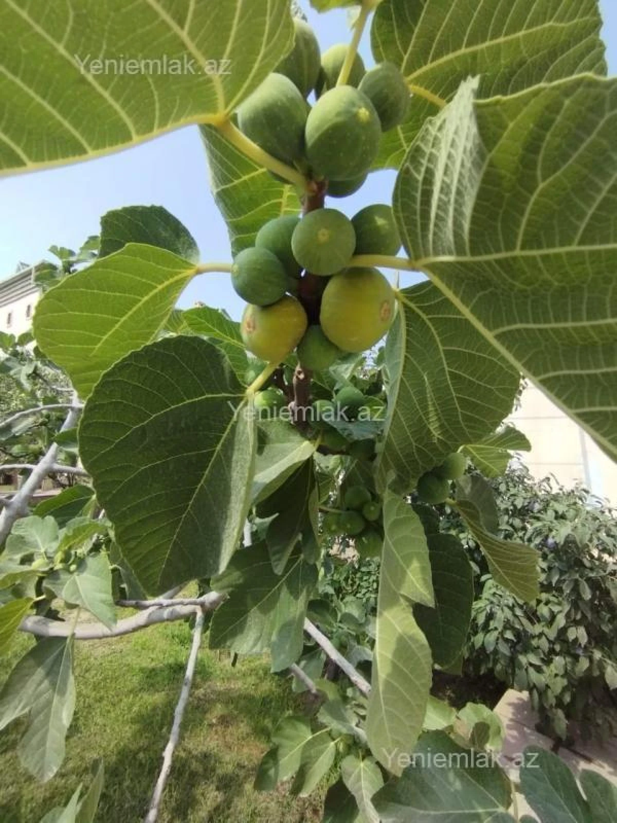 Satılır 5 otaqlı həyət evi 180 m²