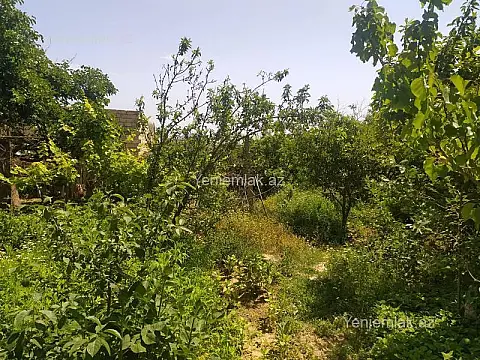 Satılır torpaq sahəsi — Abşeron, Saray