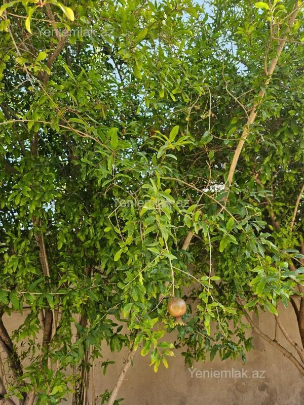 Satılır 8 otaqlı həyət evi 240 m²