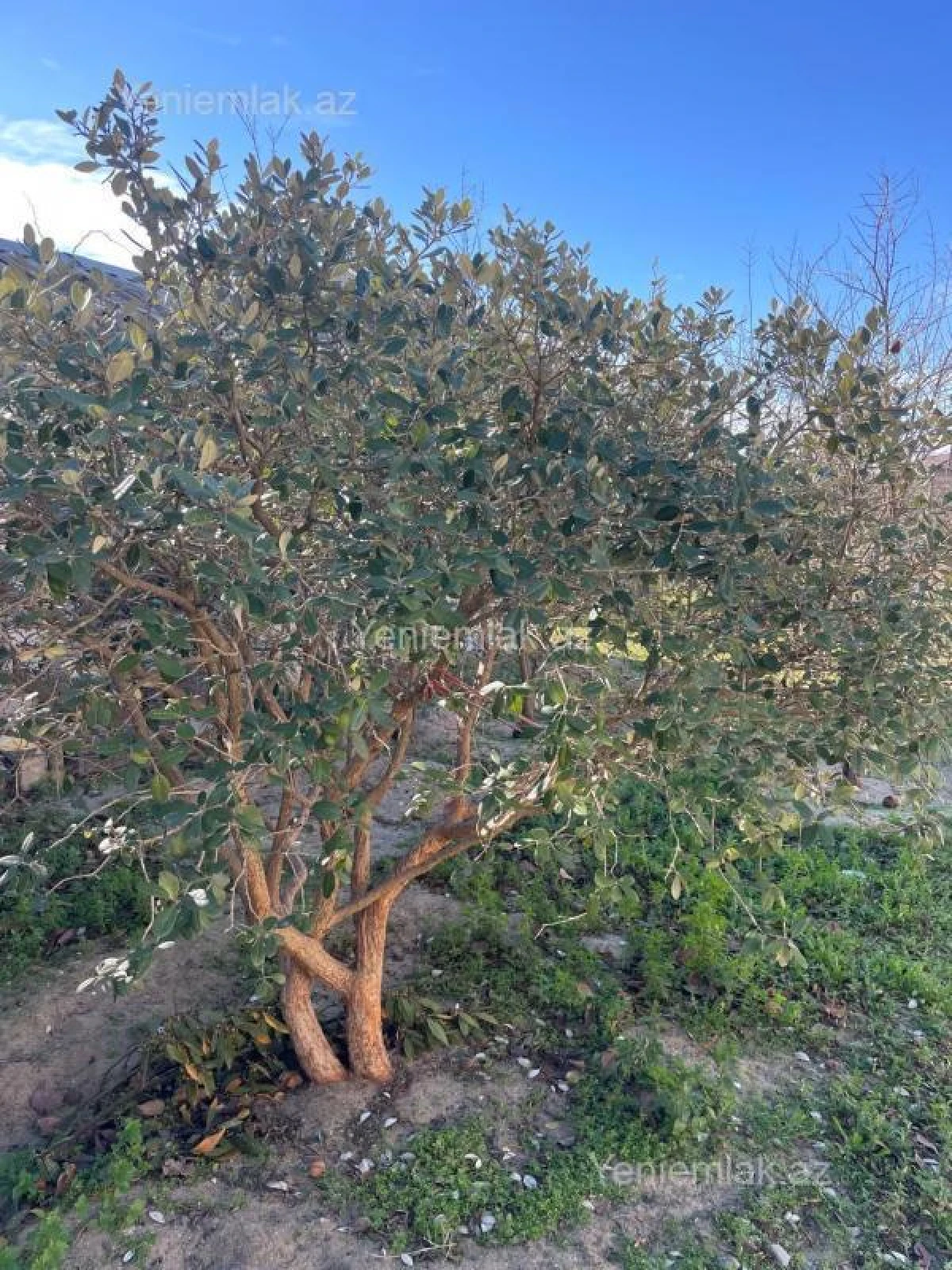 Satılır 7 otaqlı həyət evi 150 m²