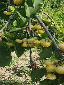 Satılır torpaq sahəsi — Quba