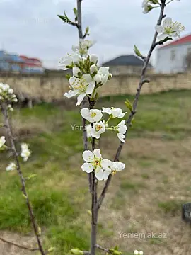 Satılır torpaq sahəsi — Sumqayıt