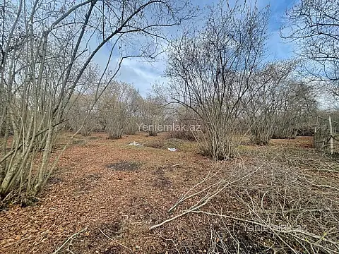 Satılır torpaq sahəsi — Qəbələ