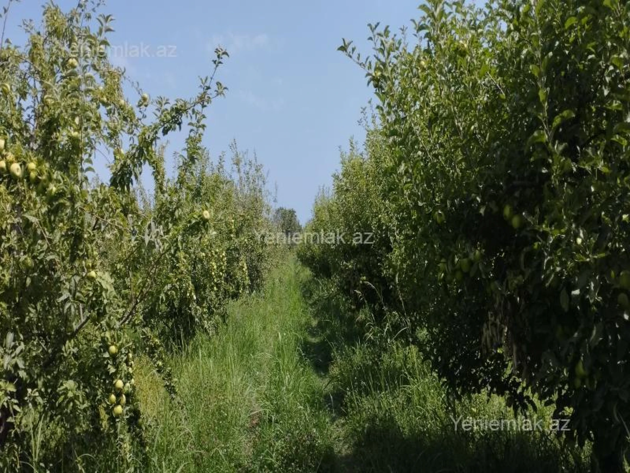 Satılır torpaq sahəsi