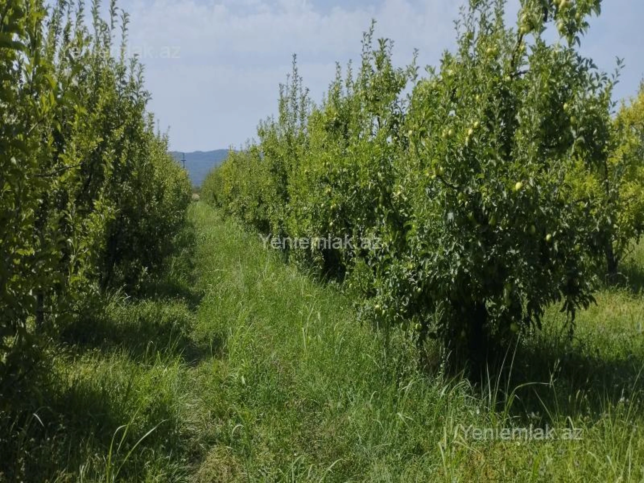 Satılır torpaq sahəsi