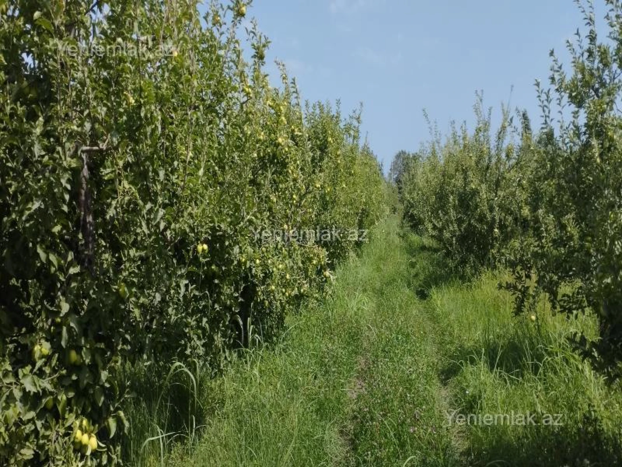 Satılır torpaq sahəsi