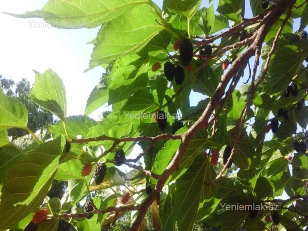 Satılır 3 otaqlı həyət evi 65 m²