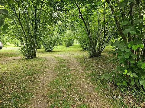 Satılır torpaq sahəsi — Qəbələ