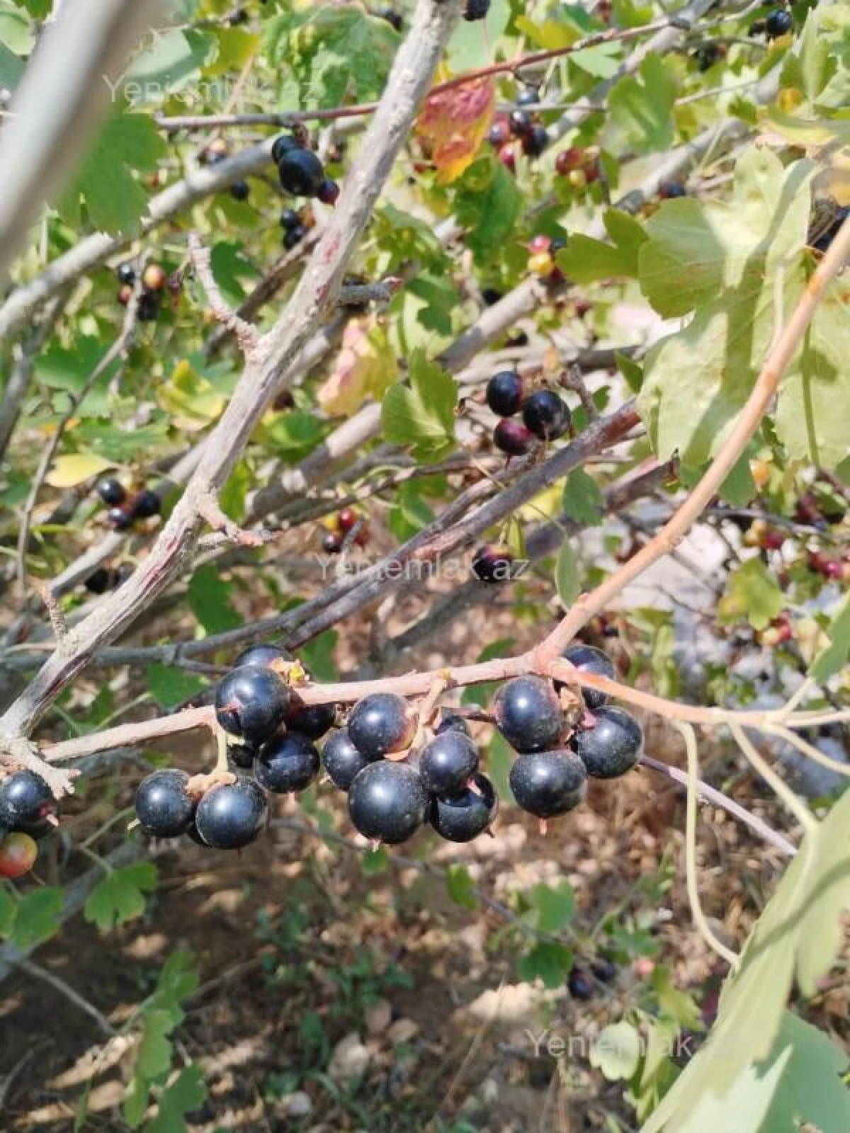 Satılır 5 otaqlı həyət evi 180 m²