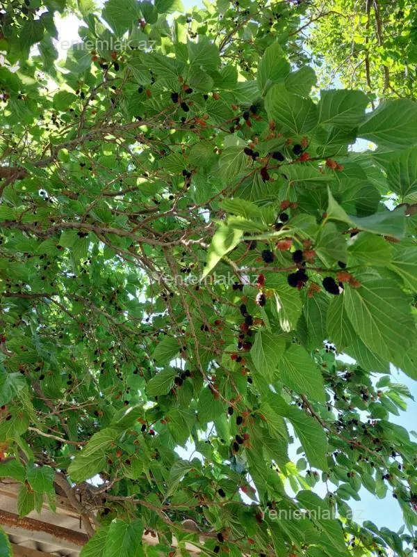 Satılır 3 otaqlı həyət evi 100 m²