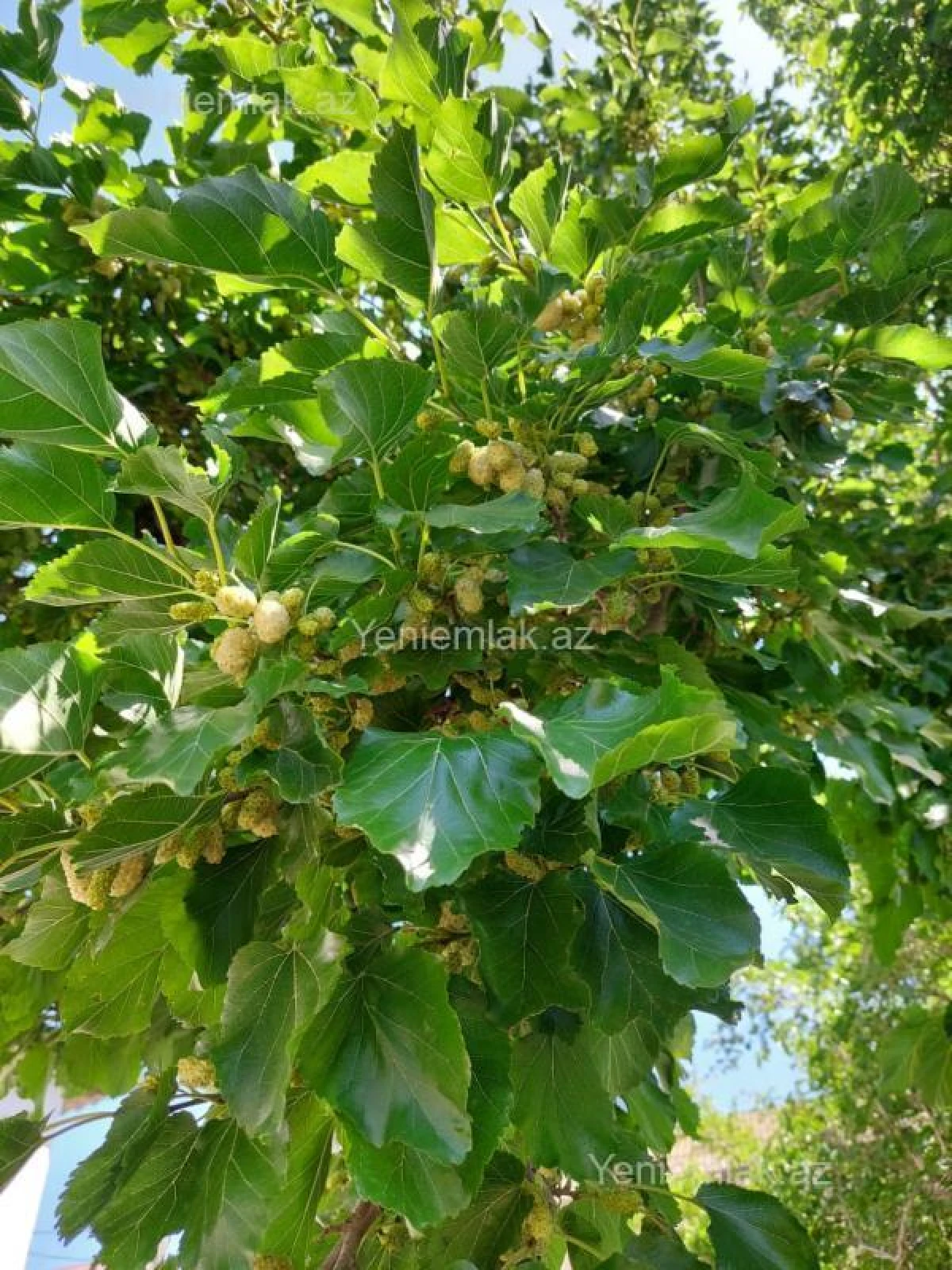 Satılır 3 otaqlı həyət evi 100 m²