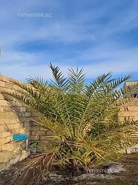 Satılır torpaq sahəsi — Abşeron, Novxanı