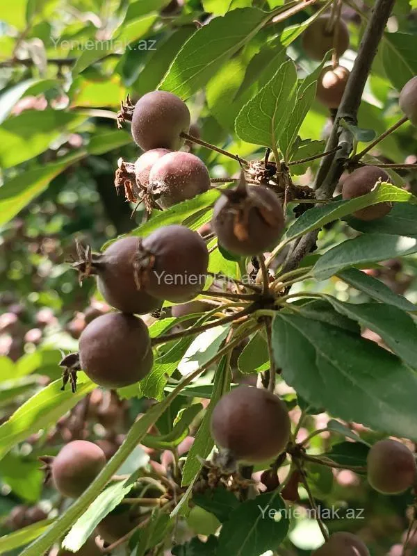 Satılır 6 otaqlı həyət evi 176 m²