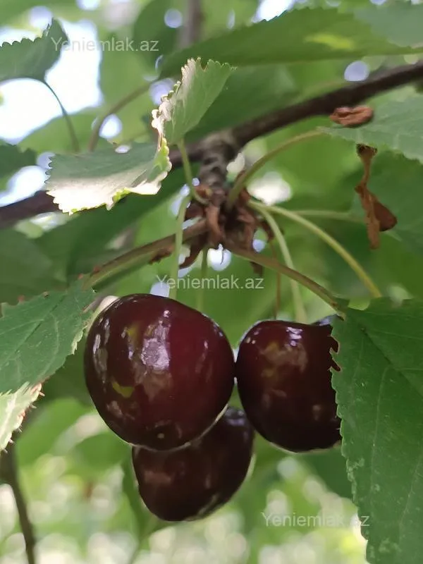 Satılır 6 otaqlı həyət evi 176 m²