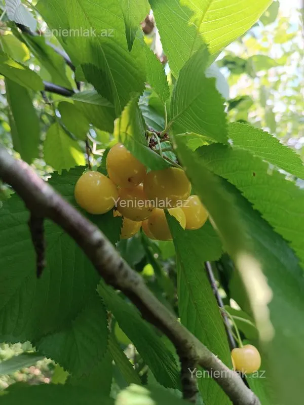 Satılır 6 otaqlı həyət evi 176 m²