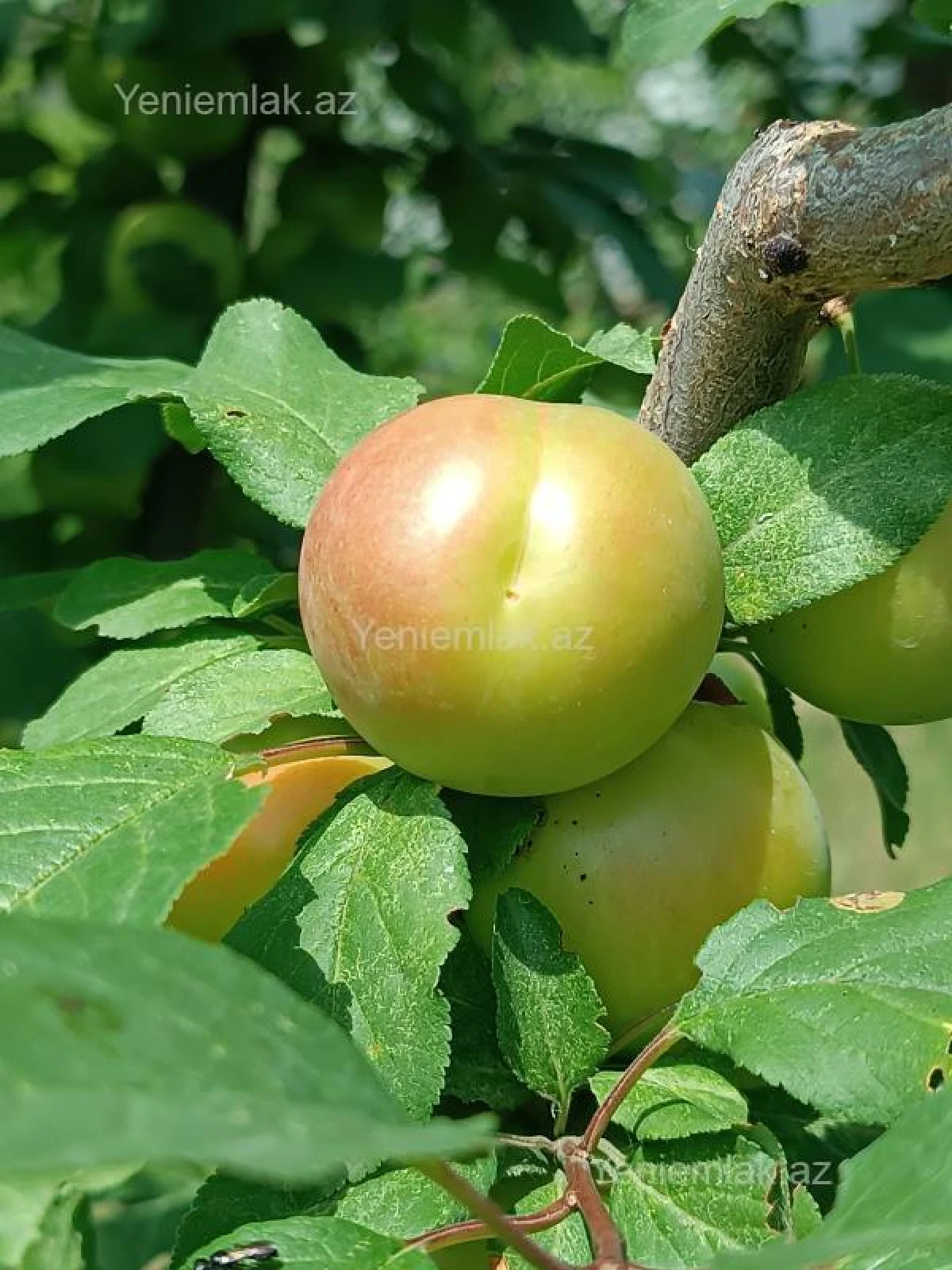 Satılır 6 otaqlı həyət evi 176 m²