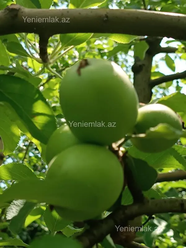 Satılır 6 otaqlı həyət evi 176 m²