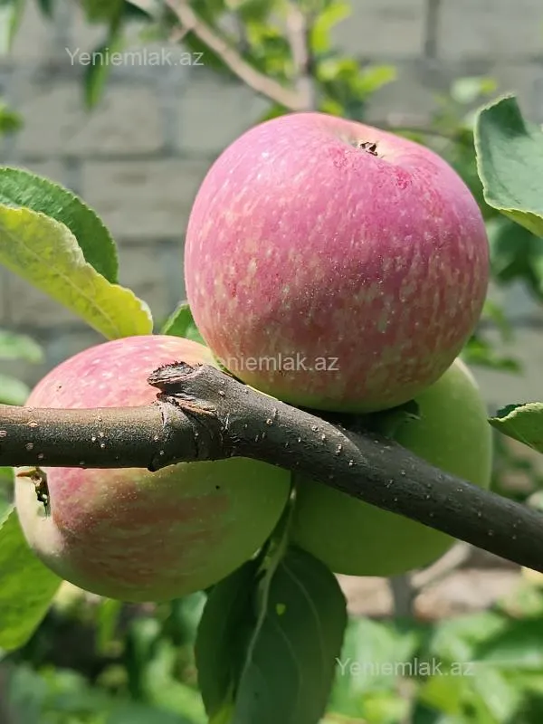 Satılır 6 otaqlı həyət evi 176 m²