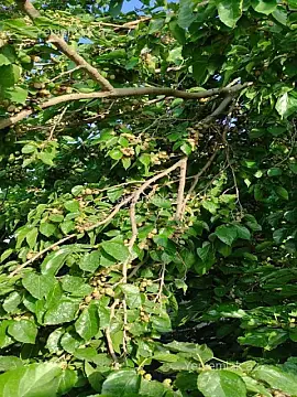 Satılır 3 otaqlı həyət evi 110 m²