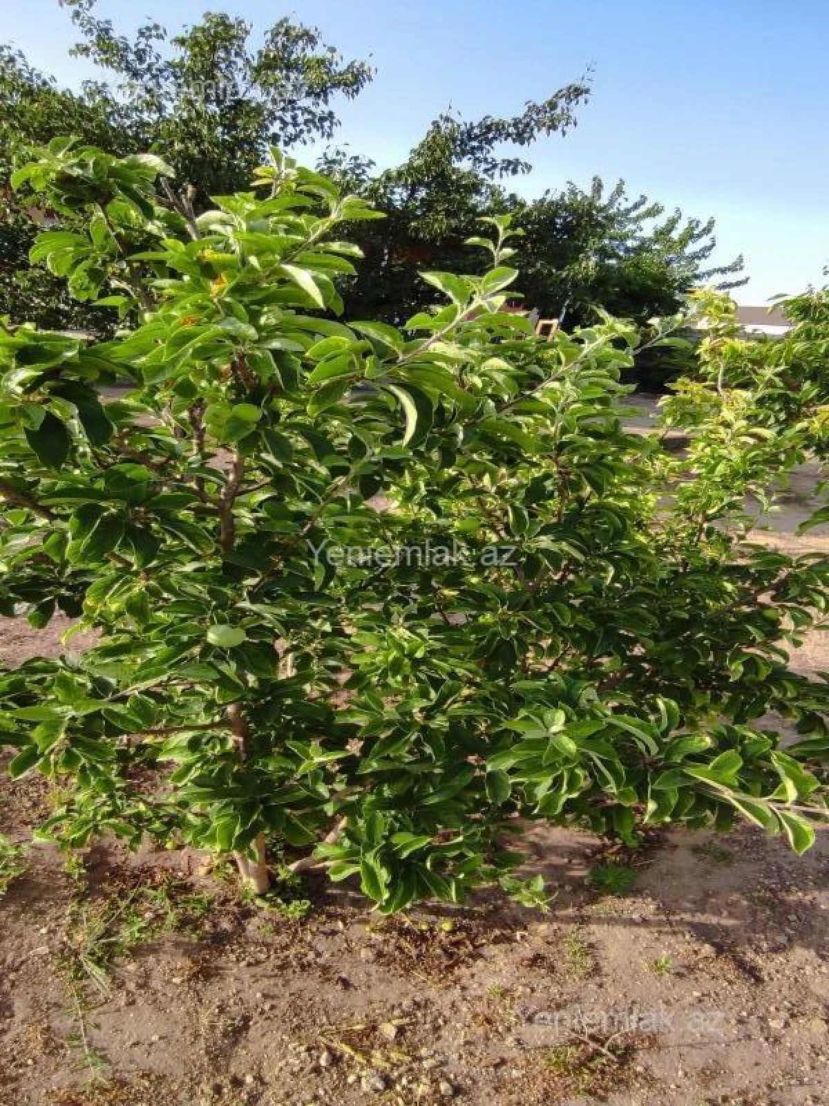 Satılır 3 otaqlı həyət evi 110 m²