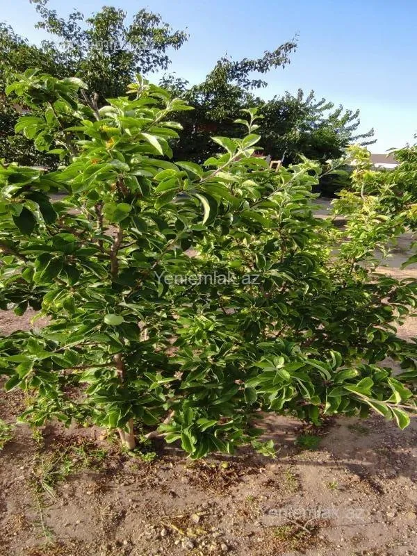 Satılır 3 otaqlı həyət evi 110 m²