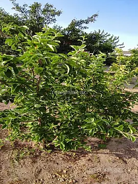 Satılır 3 otaqlı həyət evi 110 m²