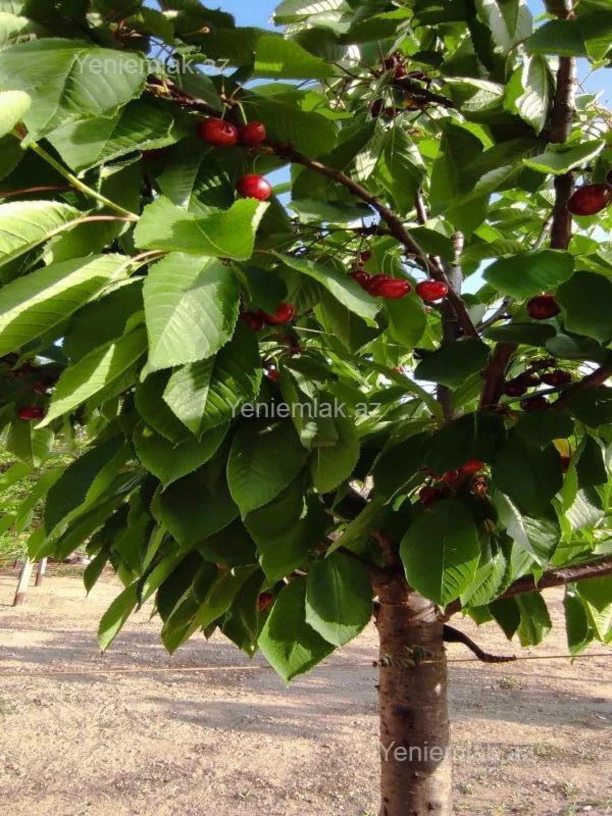 Satılır 3 otaqlı həyət evi 110 m²