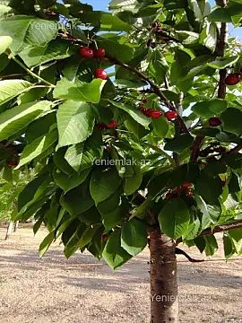 Satılır 3 otaqlı həyət evi 110 m² — Bakı, Sabunçu 3 otaq 110.00 m²