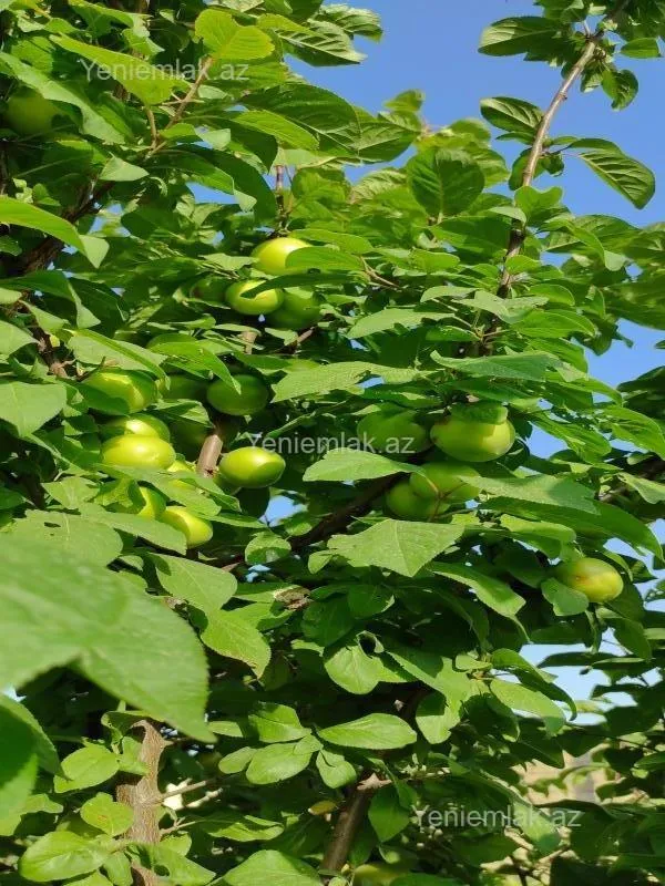 Satılır 3 otaqlı həyət evi 110 m²