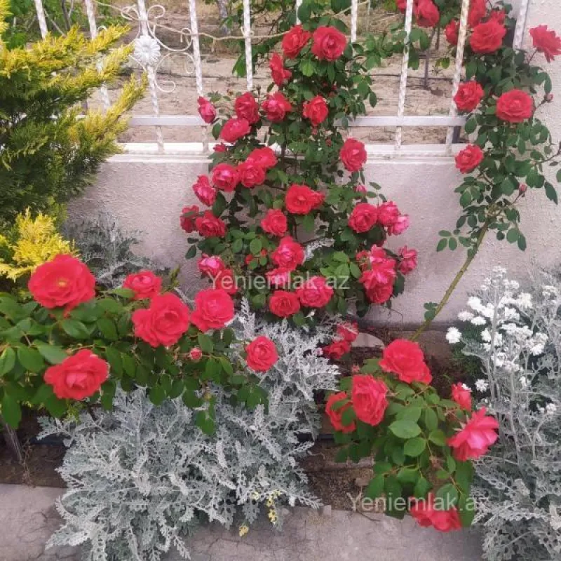 Satılır 4 otaqlı həyət evi 150 m²