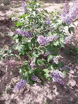 Satılır 4 otaqlı həyət evi 120 m²