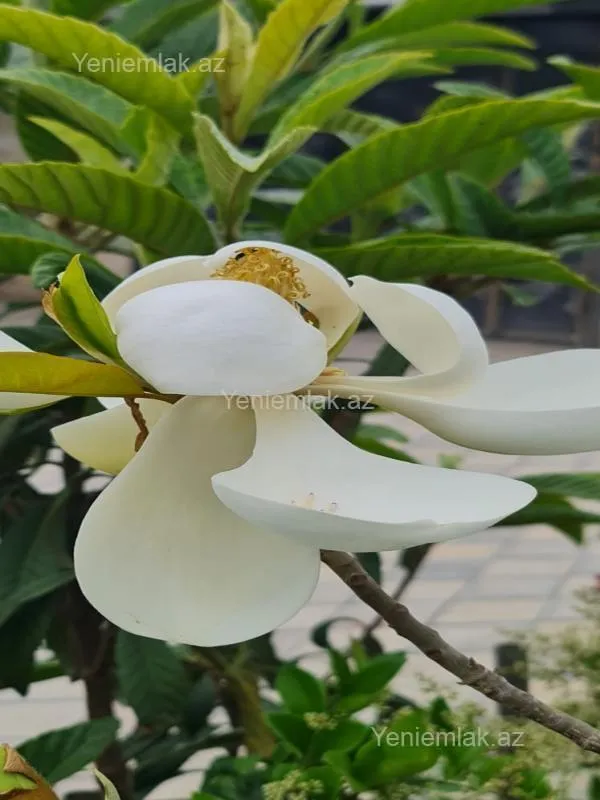 Satılır 6 otaqlı həyət evi 250 m²