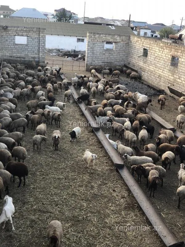 Satılır 2 otaqlı obyekt 700 m²