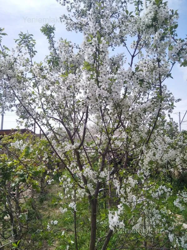 Satılır 6 otaqlı həyət evi 200 m²