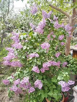 Satılır 6 otaqlı həyət evi 200 m²