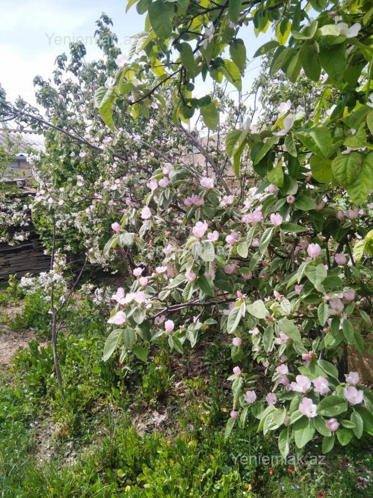 Satılır 6 otaqlı həyət evi 200 m²