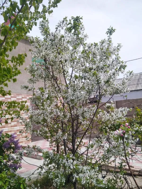 Satılır 6 otaqlı həyət evi 200 m²