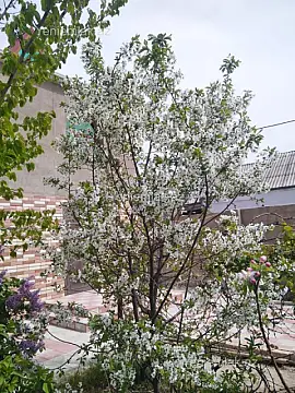 Satılır 6 otaqlı həyət evi 200 m²