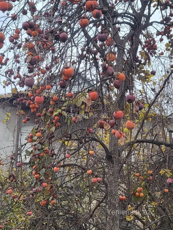 Satılır 4 otaqlı həyət evi 78 m²